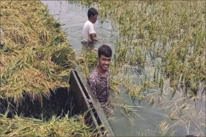 হাওরে তলিয়েছে ২ হাজার ৭১০ হেক্টর জমির পাকা ধান