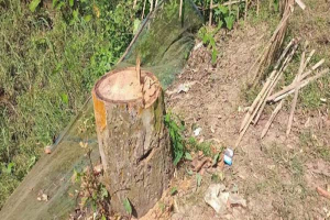 কমলগঞ্জে সড়কের পাশ থেকে ১৪টি গাছ চুরি, মূল্য আড়াই থেকে ৩ লাখ টাকা কমলগঞ্জে সড়কের পাশ থেকে ১৪টি গাছ চুরি, মূল্য আড়াই থেকে ৩ লাখ টাকা
