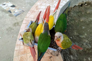 পাখিদের ভালোবাসার ‘বার্ড পার্ক অ্যান্ড ইকো ভিলেজ’