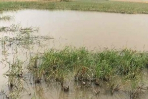  লাখাইয়ে খাল খননের অভাবে ক্ষতিগ্রস্ত হচ্ছে ফসল
