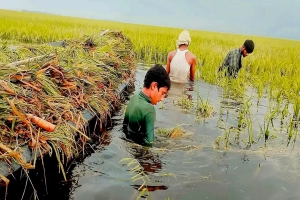 বন্যার আগে তলিয়ে গেছে হাওরের ধান