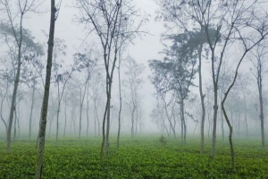 মৌলভীবাজারে কুয়াশা আর হিমেল হাওয়ায় স্থবির জনজীবন 