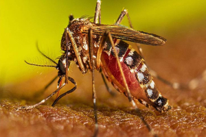 এবার সিলেটে বাড়ছে ডেঙ্গুর প্রকোপ
