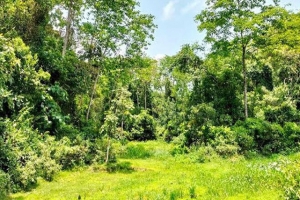 লাঠিটিলায় সাফারি পার্ক প্রকল্প বাতিলের সুপারিশ