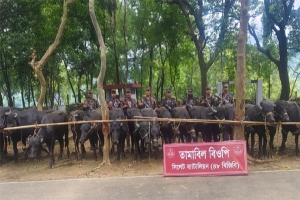 গোয়াইনঘাটে ৩০টি ভারতীয় মহিষ জব্দ ও একজনের কারাদণ্ড