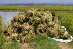 সুনামগঞ্জে আগাম বন্যার শঙ্কা, দ্রুত পাকা ধান কাটার অনুরোধ পাউবোর