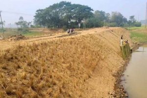 শান্তিগঞ্জে হুমকির মুখে ১২ হাজার হেক্টর বোরো জমি