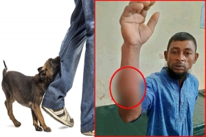কুলাউড়ায় কুকুরের কামড়ে হাসপাতালে ২১