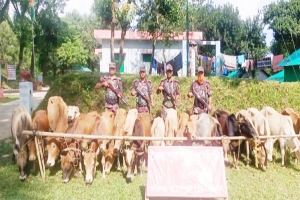 সীমান্তে ২১টি ভারতীয় গরু আটক