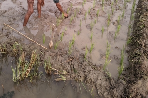 বন্যায় মৌলভীবাজারে কৃষিতে ক্ষতি ২০৫ কোটি টাকা