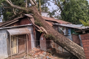 ভাঙা গাছের নিচে ঝুকিপূর্ণ জীবন