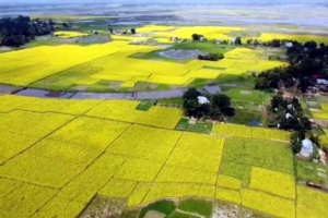 সুনামগঞ্জে সরিষার বাম্পার ফলন, খুশি চাষিরা
