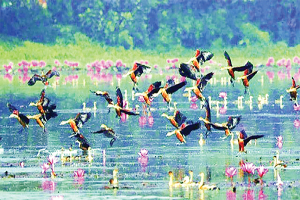 হাওরে কমেছে অতিথি পাখিদের আনাগোনা