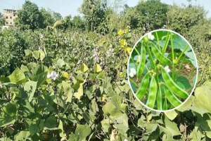 মাধবপুরে শিমের সবুজ স্বপ্ন, ভালো দামে লাভের আশায় কৃষকের চোখে হাসি