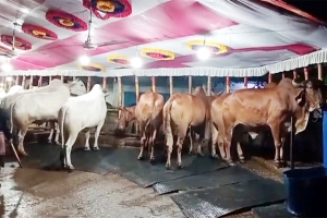 কাজির বাজারে ক্রেতার অপেক্ষায় ব্যবসায়ীরা