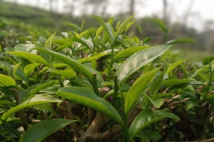 নতুন পাতার কুঁড়ি গজাতে শুরু, সৌন্দর্য উপভোগ করতে পর্যটকরা 