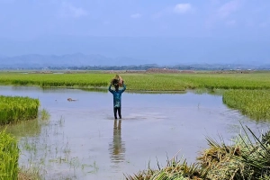 হাওরে নেই উৎসবের আমেজ, ফসল রক্ষায় ব্যস্ত কৃষকরা