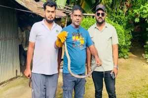 শ্রীমঙ্গলে শ্রমিক কলোনির ঘর থেকে পদ্মগোখরা উদ্ধার