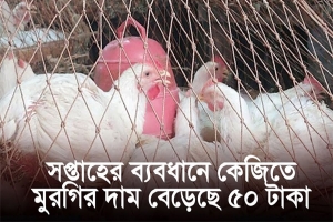 মুরগির দাম কেজিতে বাড়লো ৫০ টাকা