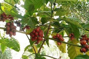 এবার চায়ের রাজ্যে হচ্ছে কফি চাষ