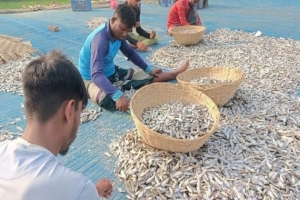 ইউরোপ-মধ্যপ্রাচ্যে রপ্তানী হচ্ছে হাওরপারের শুটকি