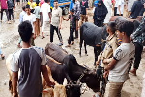 ক্রেতার অপেক্ষায় সিলেটের কোরবানির হাট