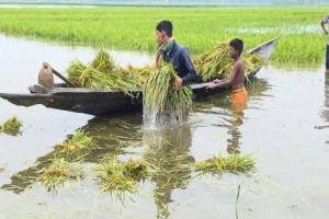 ফসল গেল পানিতে, শেষ সম্বল নৌকাও চুরি