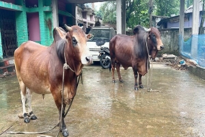 ‘রাজকুমার ও সুলতান’র দাম ১৭ লাখ