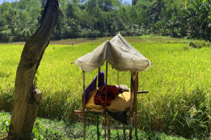 কমলগঞ্জে ফসল রক্ষায় রাত জেগে পাহারা