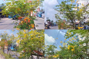 ব্যস্ত সড়কের বিভাজকে ফুলের বাগান, সৌন্দর্যে মুগ্ধ পথচারীরা