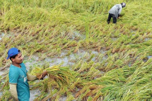 রাজনগরে আমনের বাম্পার ফলন, কৃষকের মুখে হাসি