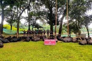 জৈন্তাপুর সীমান্তে কোটি টাকার ভারতীয় অবৈধ মহিষসহ মালামাল জব্দ