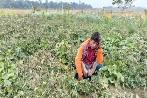 গোয়াইনঘাটে সবজি বাগানে বিষ প্রয়োগ, কৃষকের মাথায় হাত