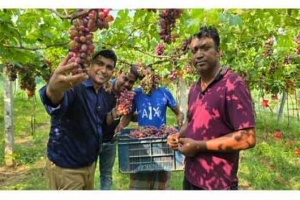 শখের গাছে থোকায় থোকায় ভিনদেশি ফল