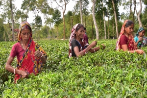 তিন মাস ধরে বন্ধ মজুরি, অর্ধাহারে-অনাহারে ১৪শ চা শ্রমিক