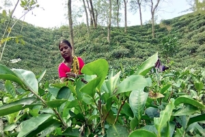 দেশে ১০ কোটি কেজি চা উৎপাদনে রেকর্ড