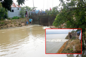 মধ্যনগর বোয়ালায় ডুবছে ধান ডুকছে পানি