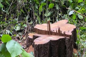 লাউয়াছড়া থেকে বিশাল সেগুন গাছ চুরি, নিরাপত্তা নিয়ে প্রশ্ন