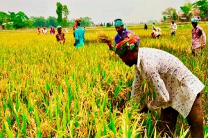 রোদ্দুর মাঠে কৃষকের মুখে প্রশান্তির ছায়া