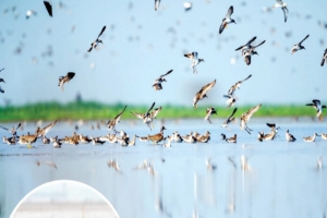 বাইক্কাবিল ও হাইল হাওরের বিলে কমছে অতিথি পাখি