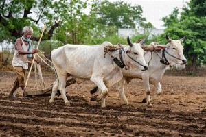 হারিয়ে যাচ্ছে ‘গরু দিয়ে হালচাষ’