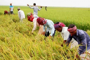 হবিগঞ্জে বোরোর লক্ষ্যমাত্রা কমেছে ১০ হাজার হেক্টর