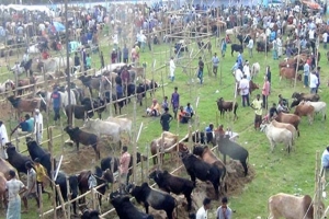 ‘৮০-৯০ হাজার টাকা মিলছে না পছন্দমতো পশু’