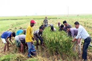 হবিগঞ্জের হাওরে দেড় হাজার কোটি টাকার বোরো ধান