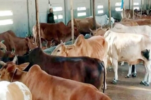 সিলেটে কোরবানীর জন্য প্রস্তুত সাড়ে ৪ লাখ পশু