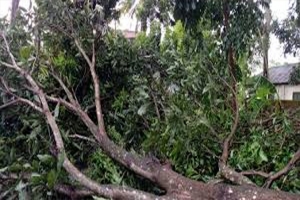 মাধবপুরে গাছ চাপায় বৃদ্ধার মৃত্যু