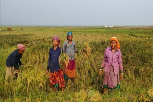 হাওরে মজুরি বৈষম্যের শিকার নারী কৃষিশ্রমিকরা