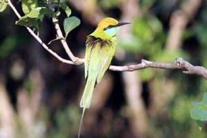 চা-গাছে অনেকক্ষণ থাকা ‘সবুজ সুইচোরা’