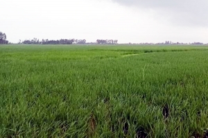 বৃষ্টিতে গতি ফিরল রোপা আমন আবাদে