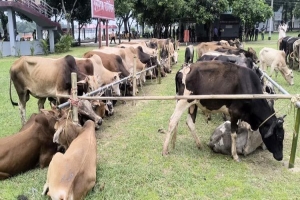 জেলা প্রশাসনের জিম্মায় নেওয়া ৯০ গরুর হদিস নেই